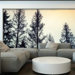 Wall Mural Forest at Night